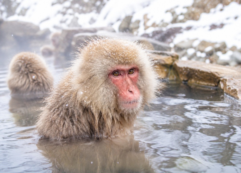 Soaking in the hot springs