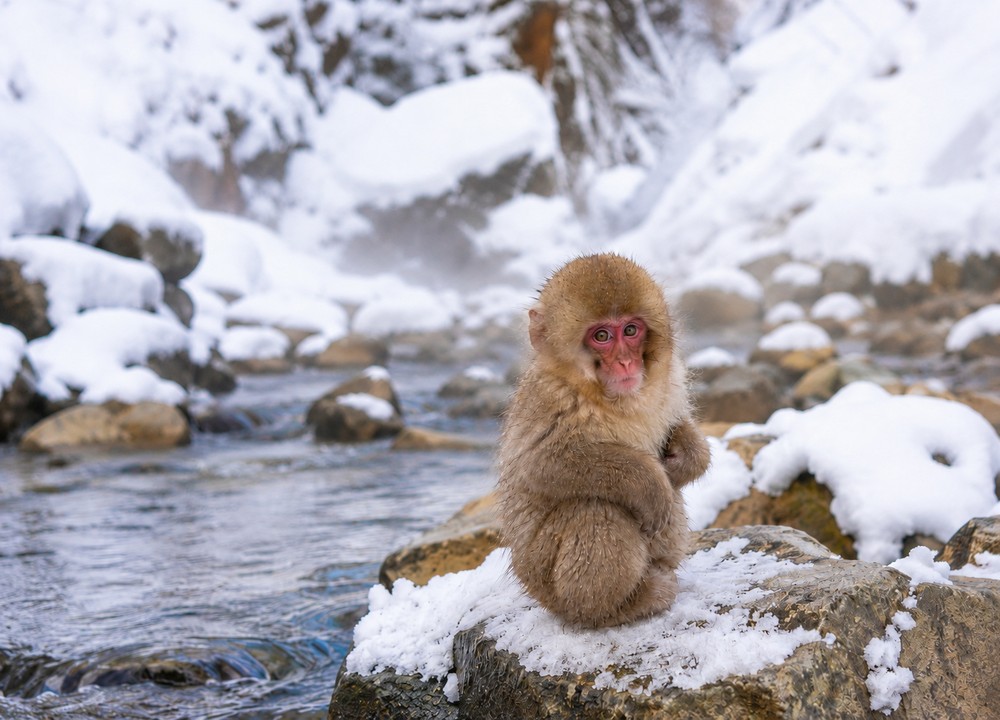 Wild macaques up close