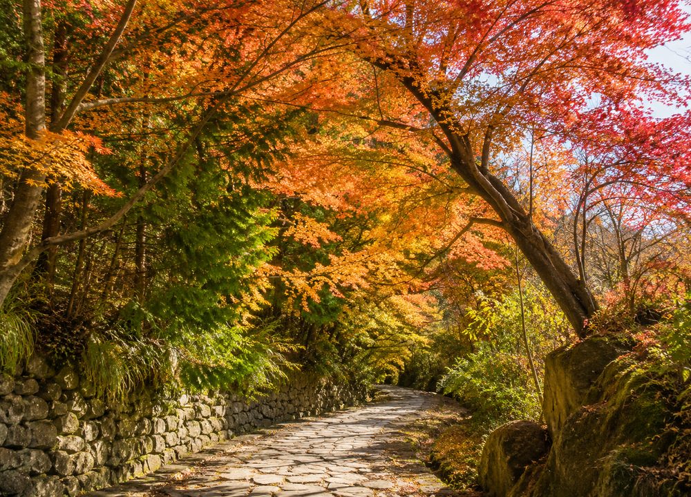 Autumn colours on the old road