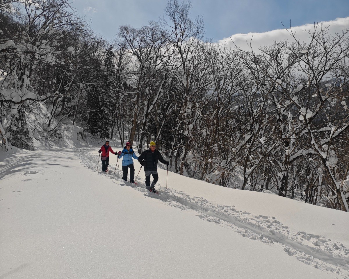 A private winter forest, just for you