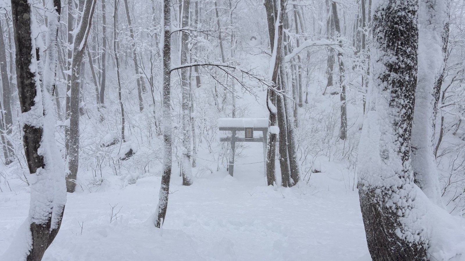 Togakushi Snowshoe (Full Day)